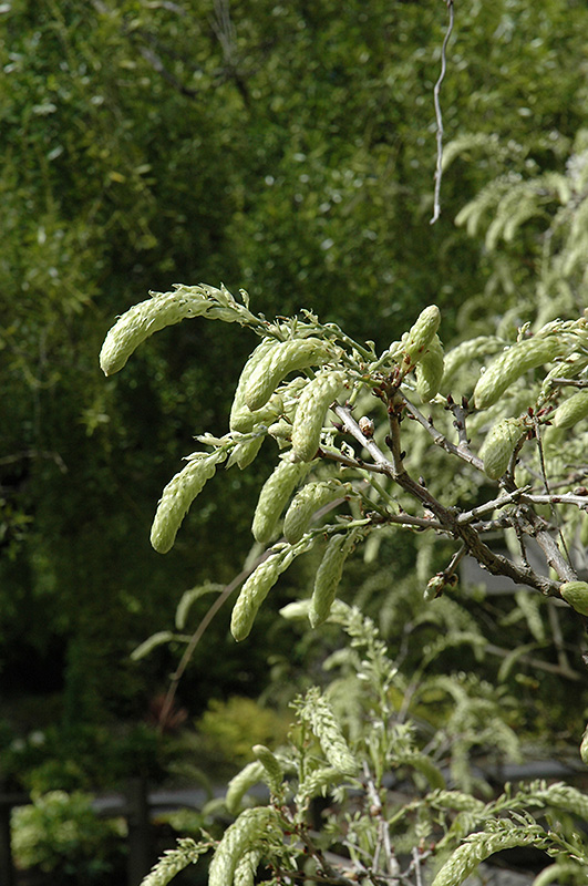 Click to view a full-size photo of Shiro Kapitan Silky Wisteria (Wisteria brachybotrys 'Shiro Kapitan') at Family Tree Nursery Shiro Kapitan Silky Wisteria (Wisteria brachybotrys 'Shiro Kapitan') at Family Tree Nursery