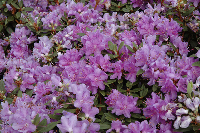 Purple Gem Rhododendron (Rhododendron 'Purple Gem') at Family Tree Nursery