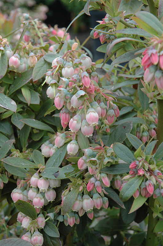 Click to view a full-size photo of Sunshine Blue Blueberry (Vaccinium corymbosum 'Sunshine Blue') at Family Tree Nursery Sunshine Blue Blueberry (Vaccinium corymbosum 'Sunshine Blue') at Family Tree Nursery