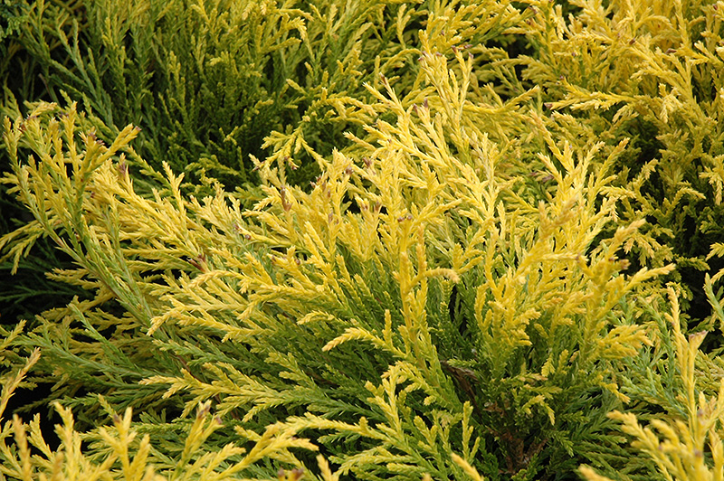 Golden Mop Falsecypress (Chamaecyparis pisifera 'Golden Mop') at Family Tree Nursery