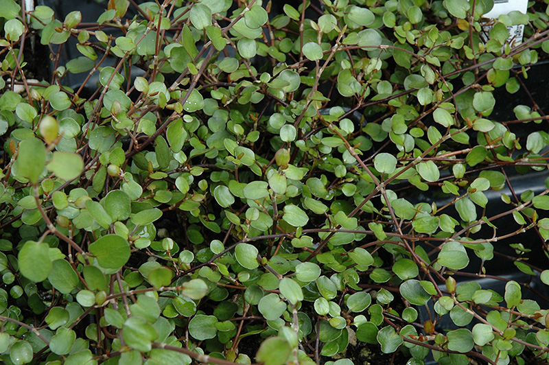Wire Vine (Muehlenbeckia complexa) at Family Tree Nursery