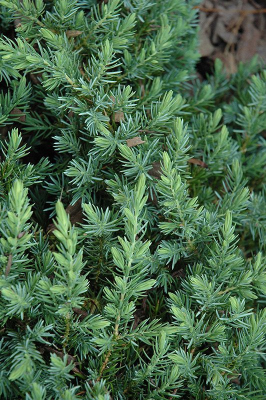 Blue Pacific Shore Juniper (Juniperus conferta 'Blue Pacific') at Family Tree Nursery