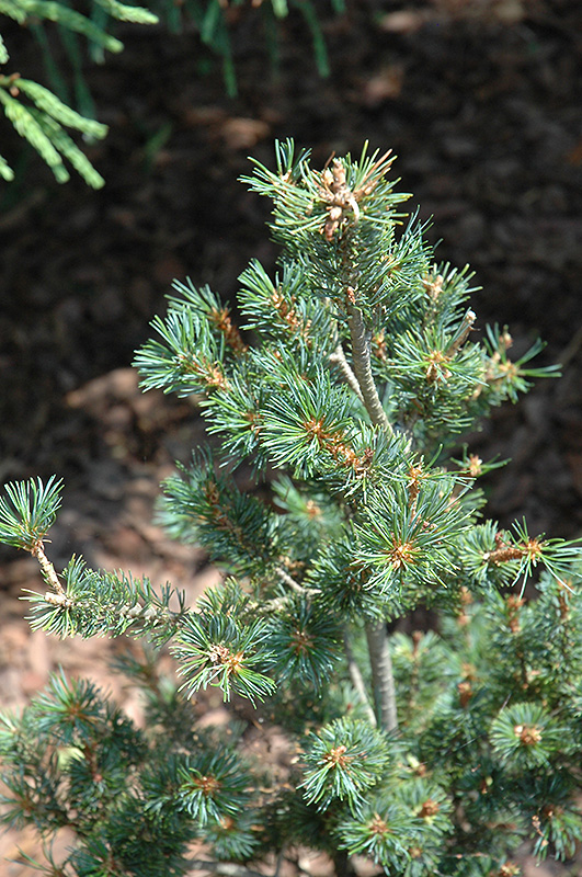 Zuisho Japanese White Pine (Pinus parviflora 'Zuisho') at Family Tree Nursery