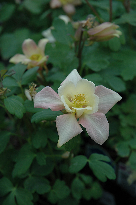Swan Pink and Yellow Columbine (Aquilegia 'Swan Pink and Yellow') at Family Tree Nursery