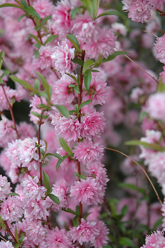 Click to view a full-size photo of Double Pink Flowering Almond (Prunus glandulosa 'Rosea Plena') at Family Tree Nursery Double Pink Flowering Almond (Prunus glandulosa 'Rosea Plena') at Family Tree Nursery