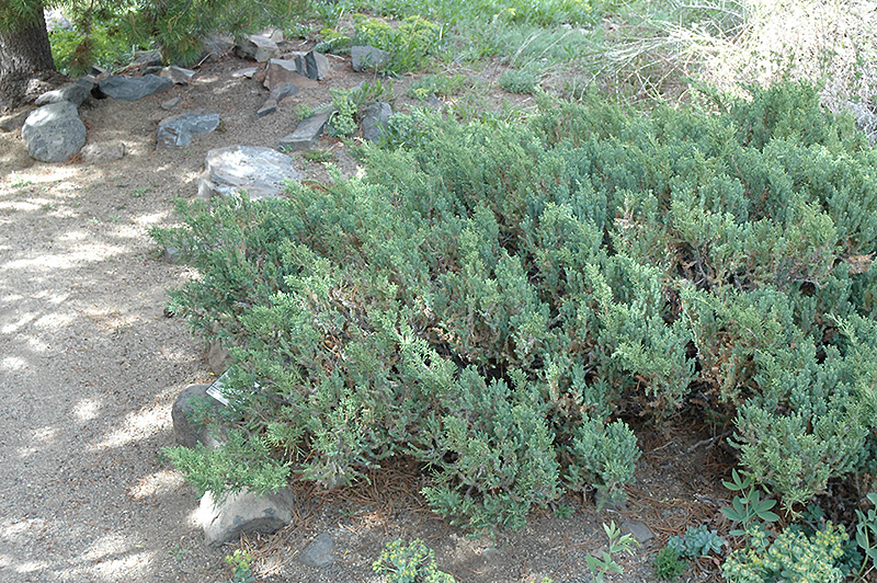 San Jose Juniper (Juniperus chinensis 'San Jose') at Family Tree Nursery