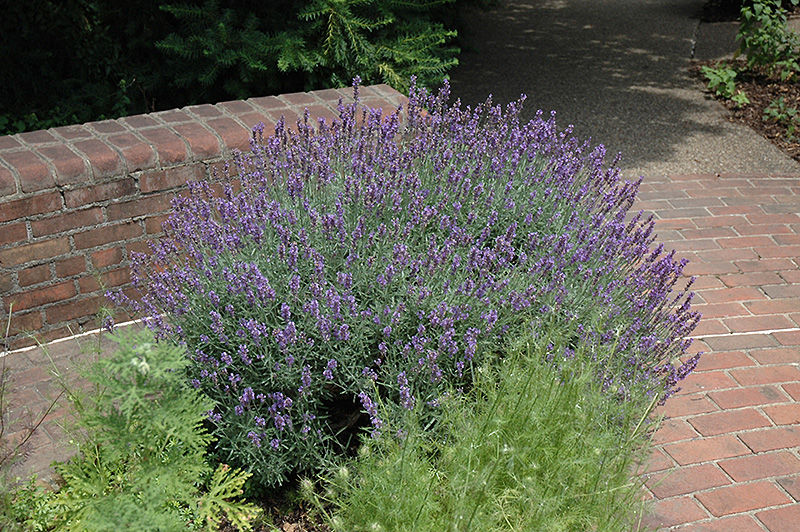 English Lavender (Lavandula angustifolia) at Family Tree Nursery