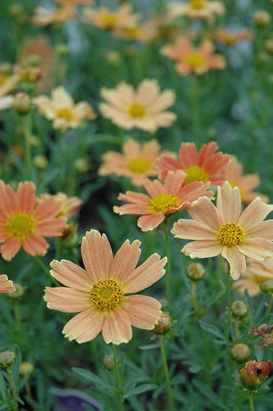 Click to view a full-size photo of Sienna Sunset Tickseed (Coreopsis 'Sienna Sunset') at Family Tree Nursery Sienna Sunset Tickseed (Coreopsis 'Sienna Sunset') at Family Tree Nursery