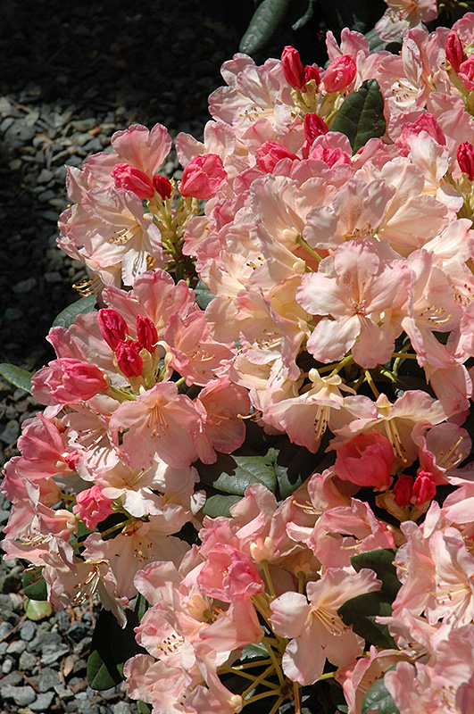 Percy Wiseman Rhododendron (Rhododendron 'Percy Wiseman') at Family Tree Nursery