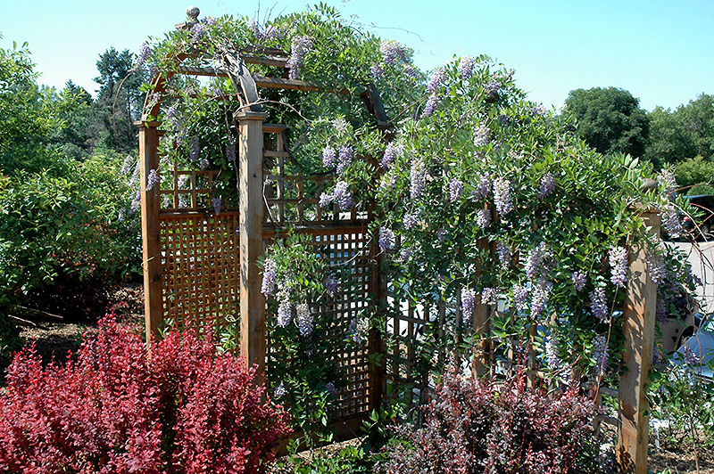 Click to view a full-size photo of Summer Cascade Wisteria (Wisteria macrostachya 'Betty Matthews') at Family Tree Nursery Summer Cascade Wisteria (Wisteria macrostachya 'Betty Matthews') at Family Tree Nursery