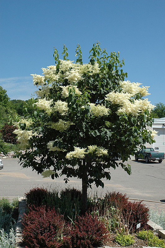Click to view a full-size photo of Snowdance Japanese Tree Lilac (Syringa reticulata 'Bailnce') at Family Tree Nursery Snowdance Japanese Tree Lilac (Syringa reticulata 'Bailnce') at Family Tree Nursery