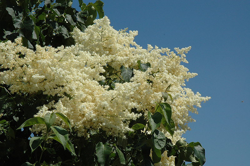 Click to view a full-size photo of Snowdance Japanese Tree Lilac (Syringa reticulata 'Bailnce') at Family Tree Nursery Snowdance Japanese Tree Lilac (Syringa reticulata 'Bailnce') at Family Tree Nursery