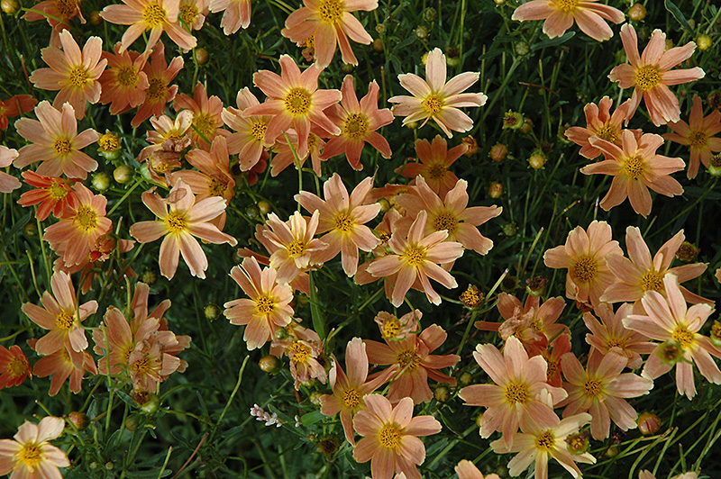 Click to view a full-size photo of Sienna Sunset Tickseed (Coreopsis 'Sienna Sunset') at Family Tree Nursery Sienna Sunset Tickseed (Coreopsis 'Sienna Sunset') at Family Tree Nursery