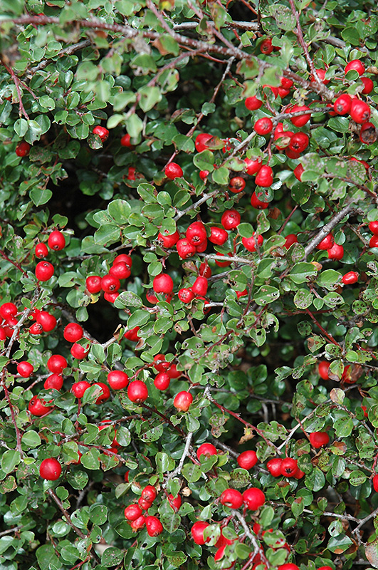 Cranberry Cotoneaster (Cotoneaster apiculatus) at Family Tree Nursery