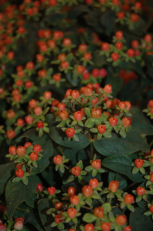 Click to view a full-size photo of First Editions Red Star St. John's Wort (Hypericum x inodorum 'Kolmarest') at Family Tree Nursery First Editions Red Star St. John's Wort (Hypericum x inodorum 'Kolmarest') at Family Tree Nursery