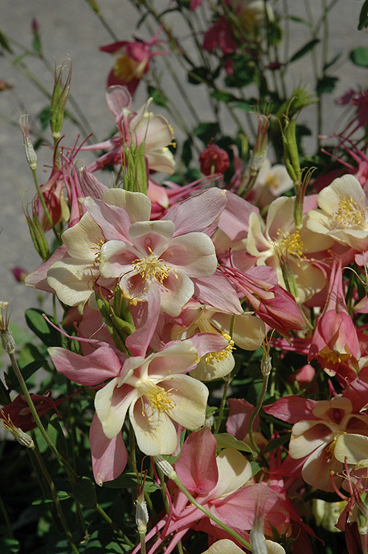 Swan Pink and Yellow Columbine (Aquilegia 'Swan Pink and Yellow') at Family Tree Nursery