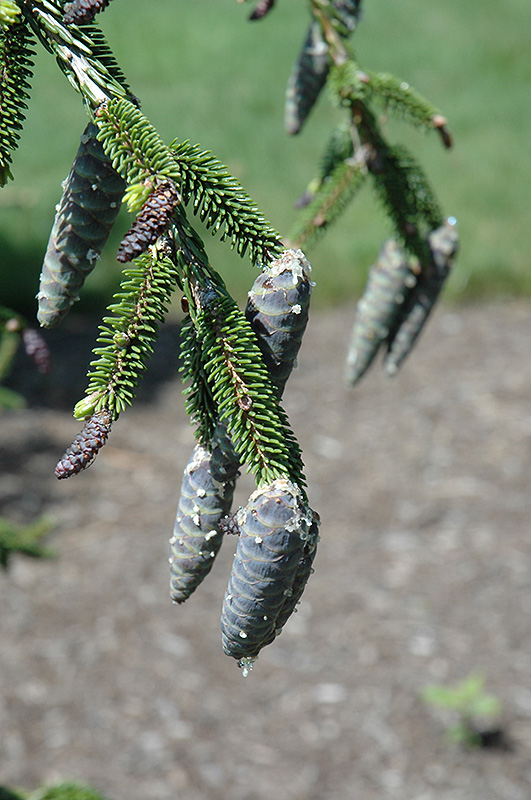 Gowdy Oriental Spruce (Picea orientalis 'Gowdy') at Family Tree Nursery