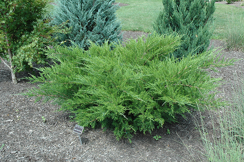 Sea Green Juniper (Juniperus chinensis 'Sea Green') at Family Tree Nursery