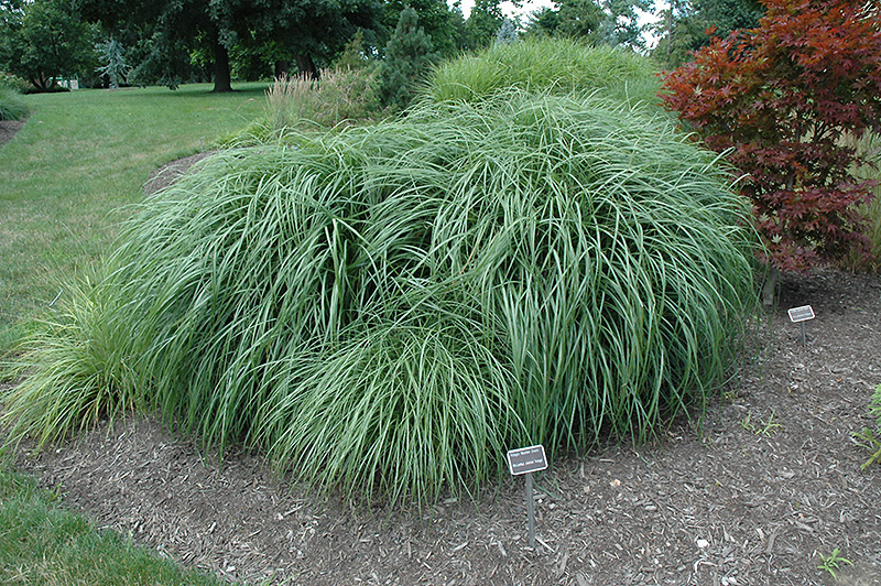 Adagio Maiden Grass (Miscanthus sinensis 'Adagio') at Family Tree Nursery