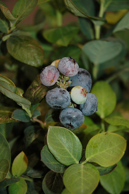Peach Sorbet Blueberry (Vaccinium 'ZF06-043') at Family Tree Nursery