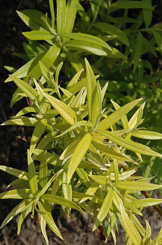Click to view a full-size photo of Golden Sunshine Willow (Salix sachalinensis 'Golden Sunshine') at Family Tree Nursery Golden Sunshine Willow (Salix sachalinensis 'Golden Sunshine') at Family Tree Nursery