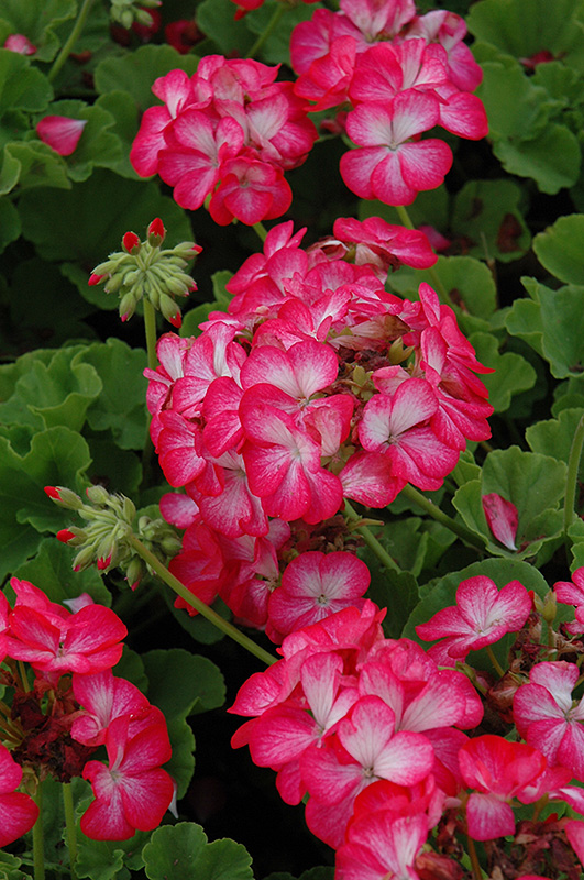 Pinto Premium Rose Bicolor Geranium (Pelargonium 'Pinto Premium Rose