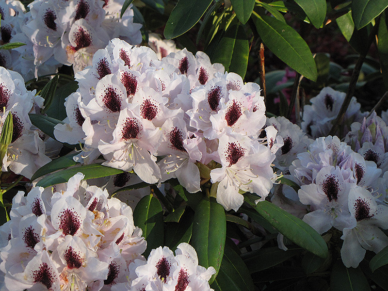 Calsap Rhododendron (Rhododendron 'Calsap') at Family Tree Nursery