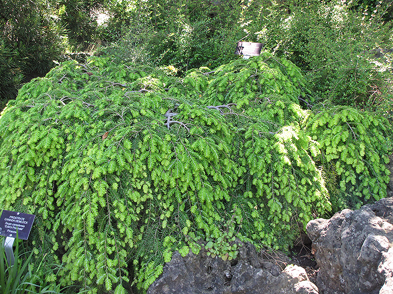 Cole's Prostrate Hemlock (Tsuga canadensis 'Cole's Prostrate') at Family Tree Nursery