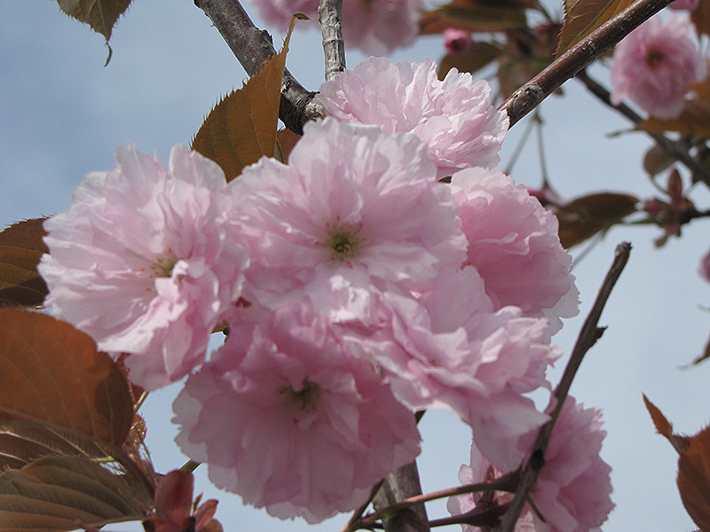 Click to view a full-size photo of Japanese Flowering Cherry (Prunus serrulata) at Family Tree Nursery Japanese Flowering Cherry (Prunus serrulata) at Family Tree Nursery