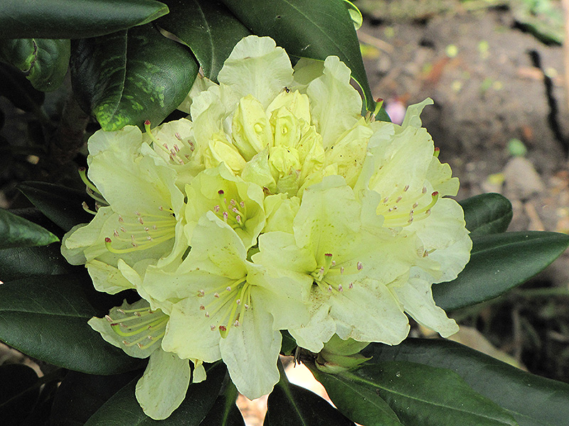 Capistrano Rhododendron (Rhododendron 'Capistrano') at Family Tree Nursery