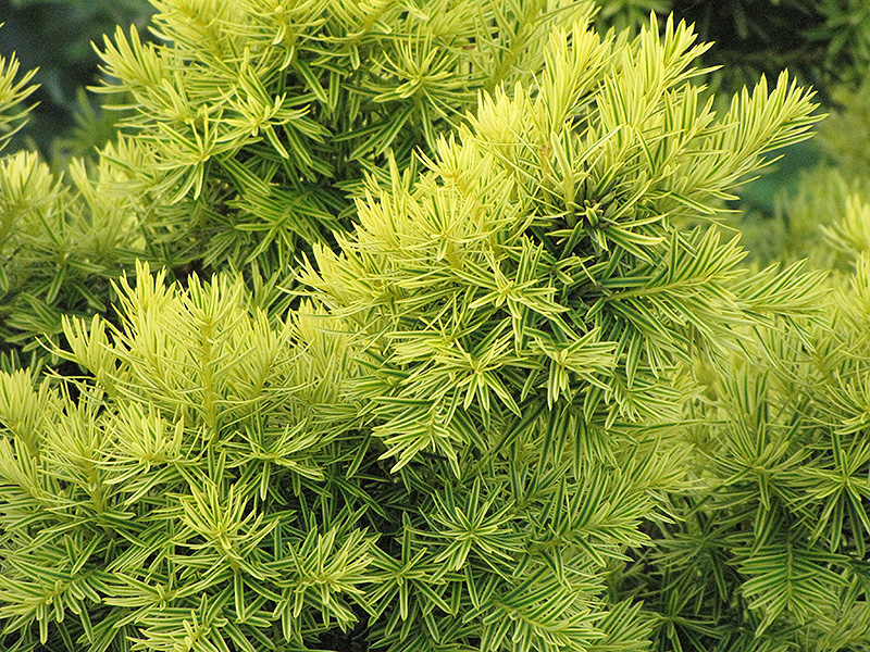 Dwarf Golden Japanese Yew (Taxus cuspidata 'Nana Aurescens') at Family Tree Nursery