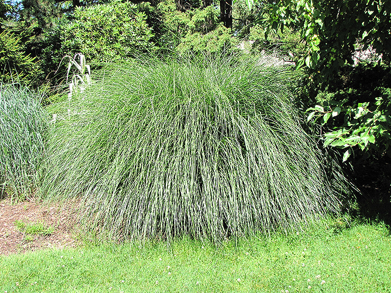 Yaku Jima Dwarf Maiden Grass (Miscanthus sinensis 'Yaku Jima') at Family Tree Nursery