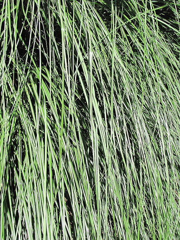 Yaku Jima Dwarf Maiden Grass (Miscanthus sinensis 'Yaku Jima') at Family Tree Nursery