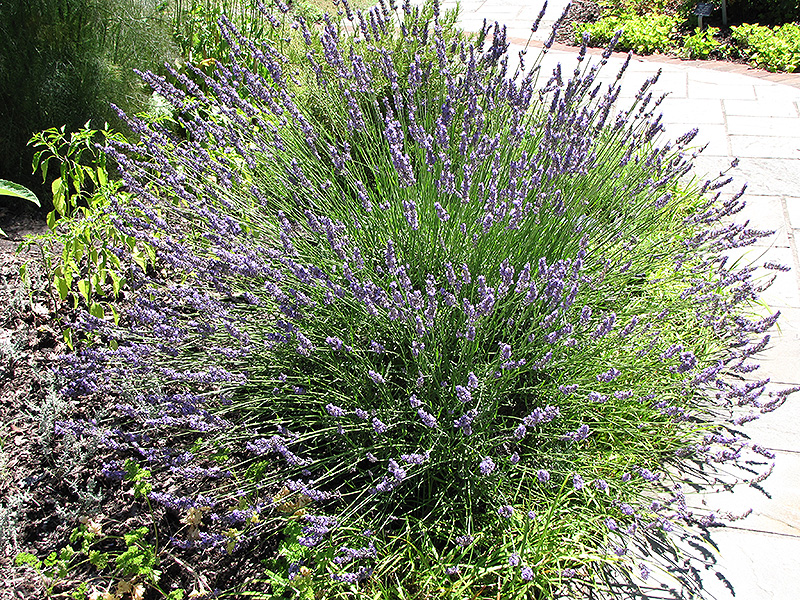 Grosso Lavender (Lavandula x intermedia 'Grosso') at Family Tree Nursery