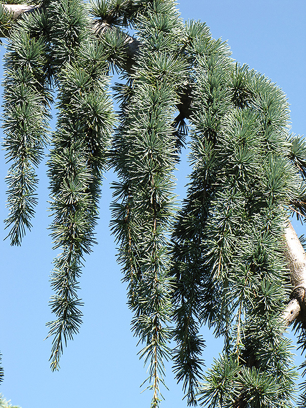 Weeping Blue Atlas Cedar (Cedrus atlantica 'Glauca Pendula') at Family Tree Nursery