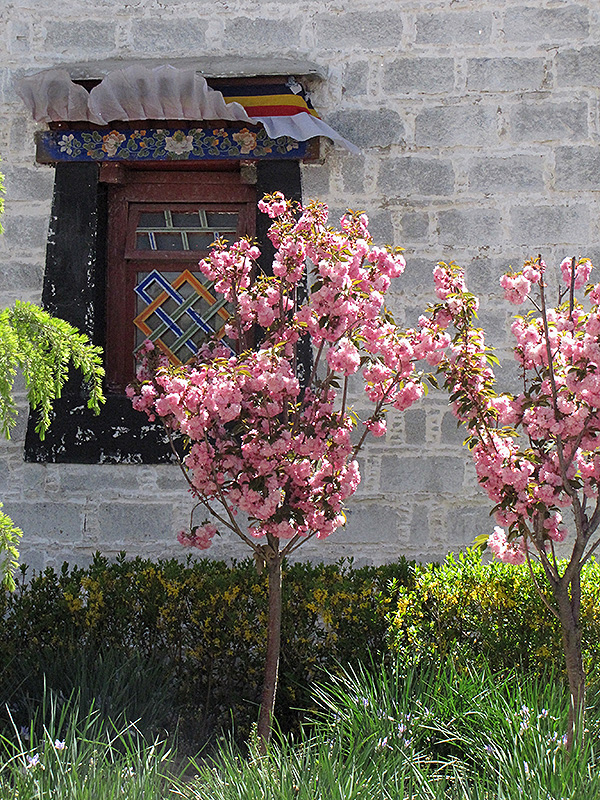 Click to view a full-size photo of Japanese Flowering Cherry (Prunus serrulata) at Family Tree Nursery Japanese Flowering Cherry (Prunus serrulata) at Family Tree Nursery