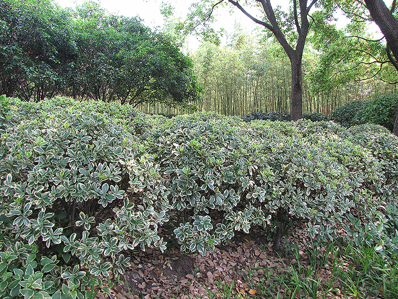 Silver King Euonymus (Euonymus japonicus 'Silver King') at Family Tree Nursery