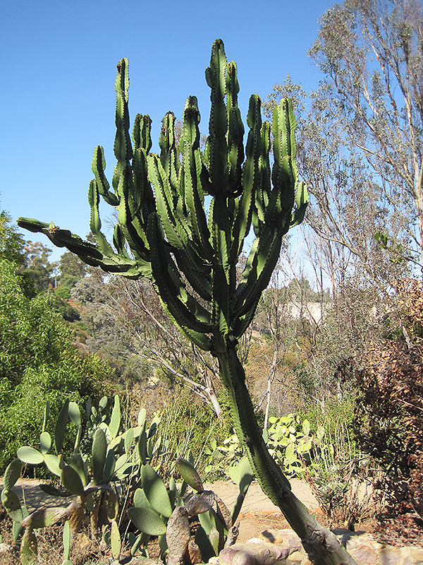 African Candelabra (Euphorbia ammak) at Family Tree Nursery