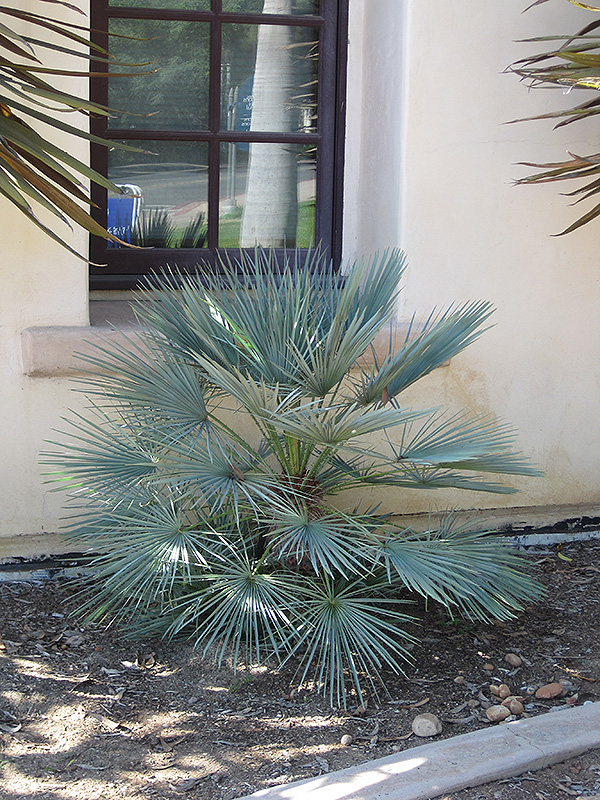 Blue Mediterranean Fan Palm (Chamaerops humilis var. cerifera) at Family Tree Nursery
