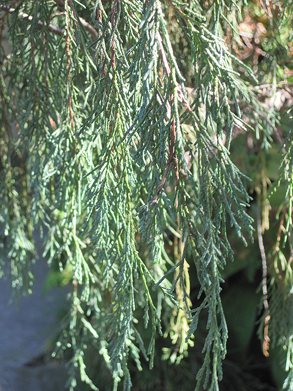 Tolleson's Weeping Juniper (Juniperus scopulorum 'Tolleson's Weeping') at Family Tree Nursery