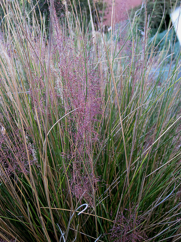 Pink Muhly Grass (Muhlenbergia capillaris 'Pink Muhly') at Family Tree Nursery