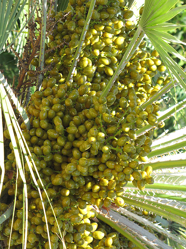 Mediterranean Fan Palm (Chamaerops humilis) at Family Tree Nursery