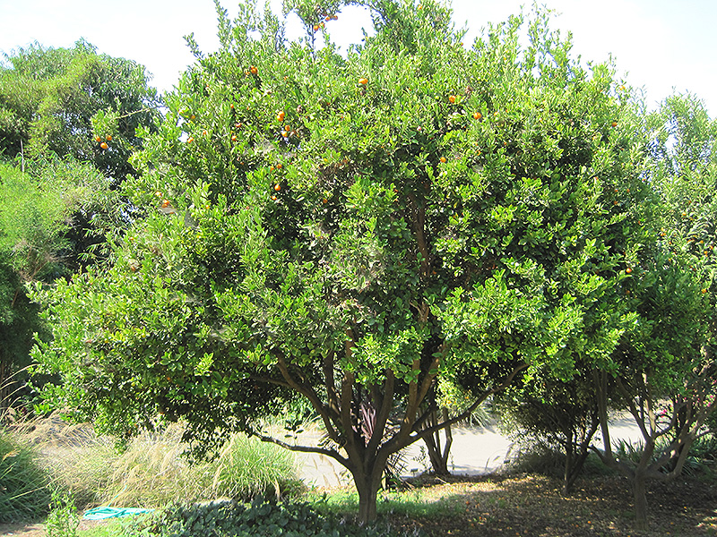 Calamondin (Citrofortunella x microcarpa) at Family Tree Nursery