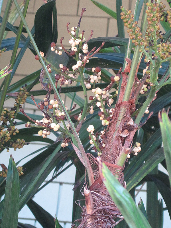Lady Palm (Rhapis excelsa) at Family Tree Nursery