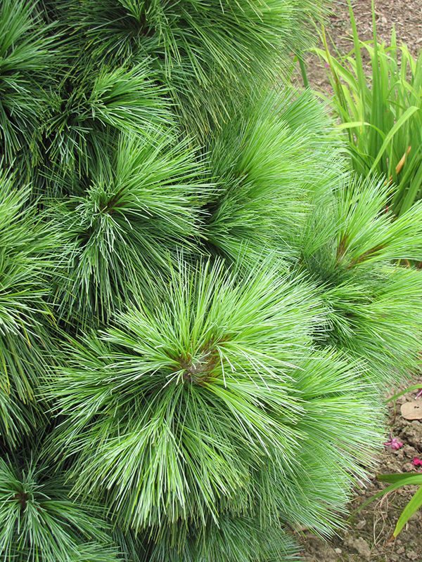 Wiethorst Hybrid Pine (Pinus x schwerinii 'Wiethorst') at Family Tree Nursery