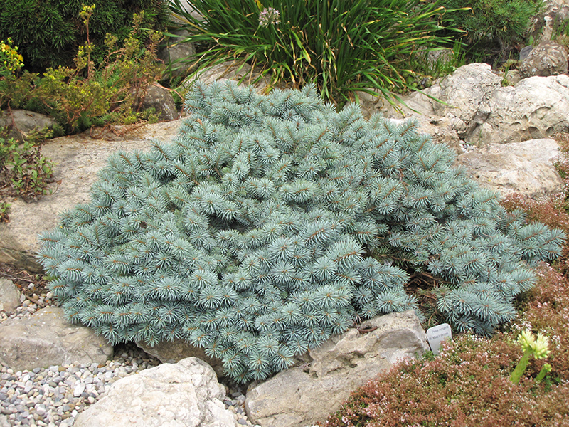 St. Mary's Broom Creeping Blue Spruce (Picea pungens 'St. Mary's Broom') at Family Tree Nursery