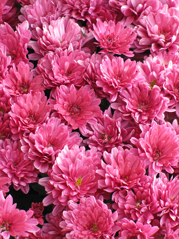 Click to view a full-size photo of Wanda Red Chrysanthemum (Chrysanthemum 'Wanda Red') at Family Tree Nursery Wanda Red Chrysanthemum (Chrysanthemum 'Wanda Red') at Family Tree Nursery