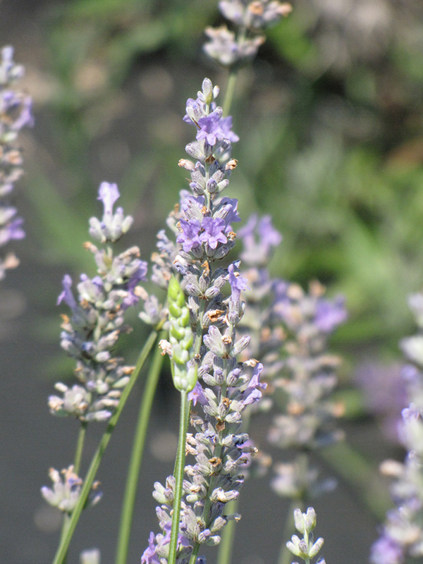 Provence Lavender (Lavandula x intermedia 'Provence') at Family Tree Nursery