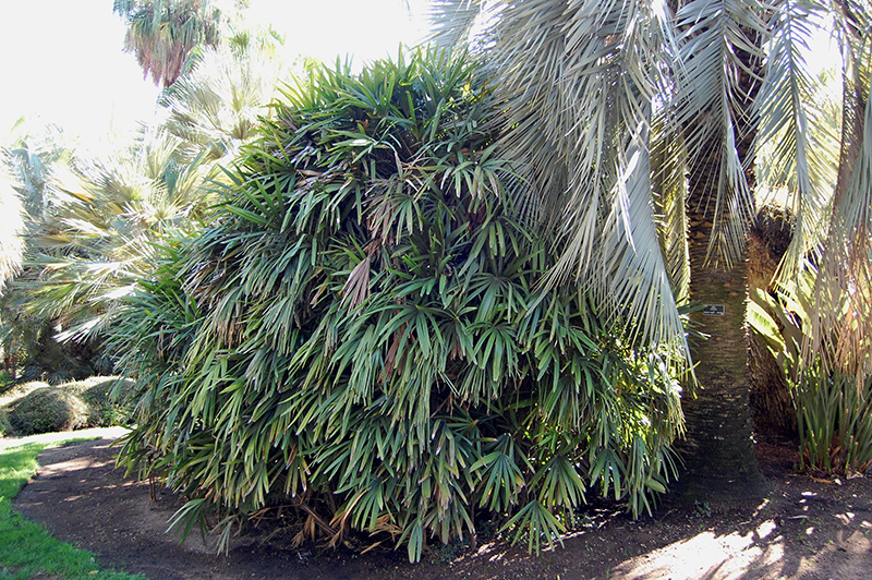 Lady Palm (Rhapis excelsa) at Family Tree Nursery