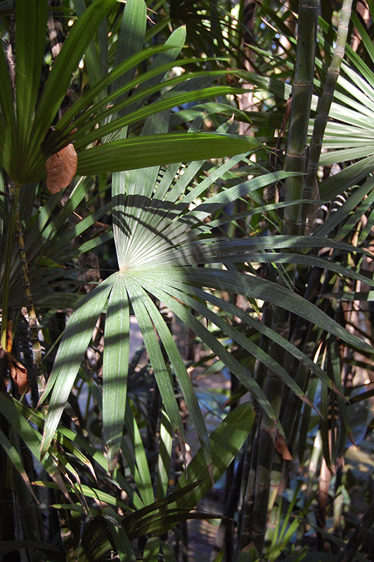 Slender Lady Palm (Rhapis humilis) at Family Tree Nursery